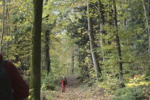 Forest path from the old castle