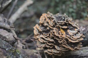 Turkeytail (Trametes versicolor)