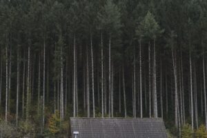 The mill trail Ottenhöfen