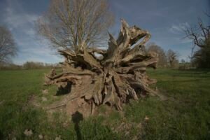 Fallen tree trunk taken looking directly at the roots