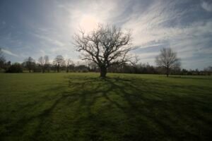 Bare sillouette of a tree against the sun branches casting shadows towards the camera