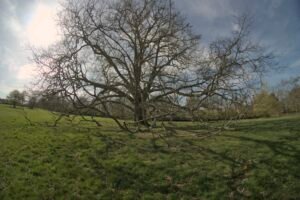 Bare tree against the sun taken with a fisheye lens giving an otherworldly quality