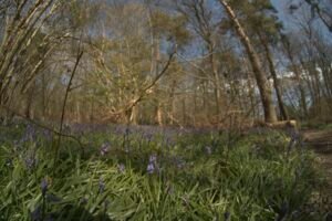 Field of bluebells in a wood with trees framing the picture