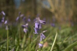 Closeup of a bluebell in flower