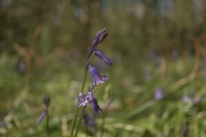 Closeup of a bluebell in flower