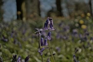 Closeup of a bluebell in flower