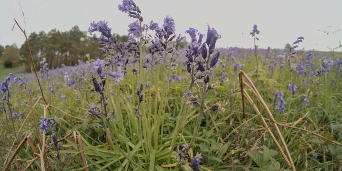 Closeup of bluebells in a field of bluebells disappearing into the distance