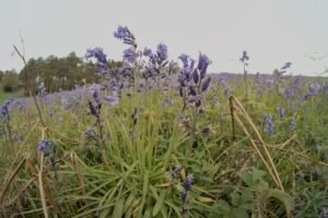 Closeup of bluebells in a field of bluebells disappearing into the distance