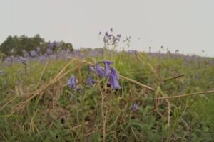 Closeup of a single bluebell in a field of bluebells disappearing into the distance