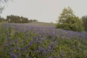 A field of bluebells disappearing into the distance