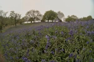 A field of bluebells disappearing into the distance